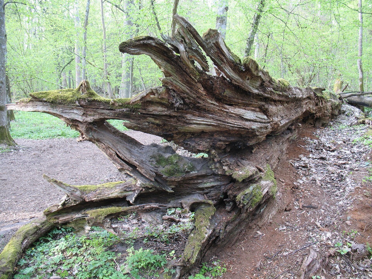 A European bison bull at the edge of Białowieża forest