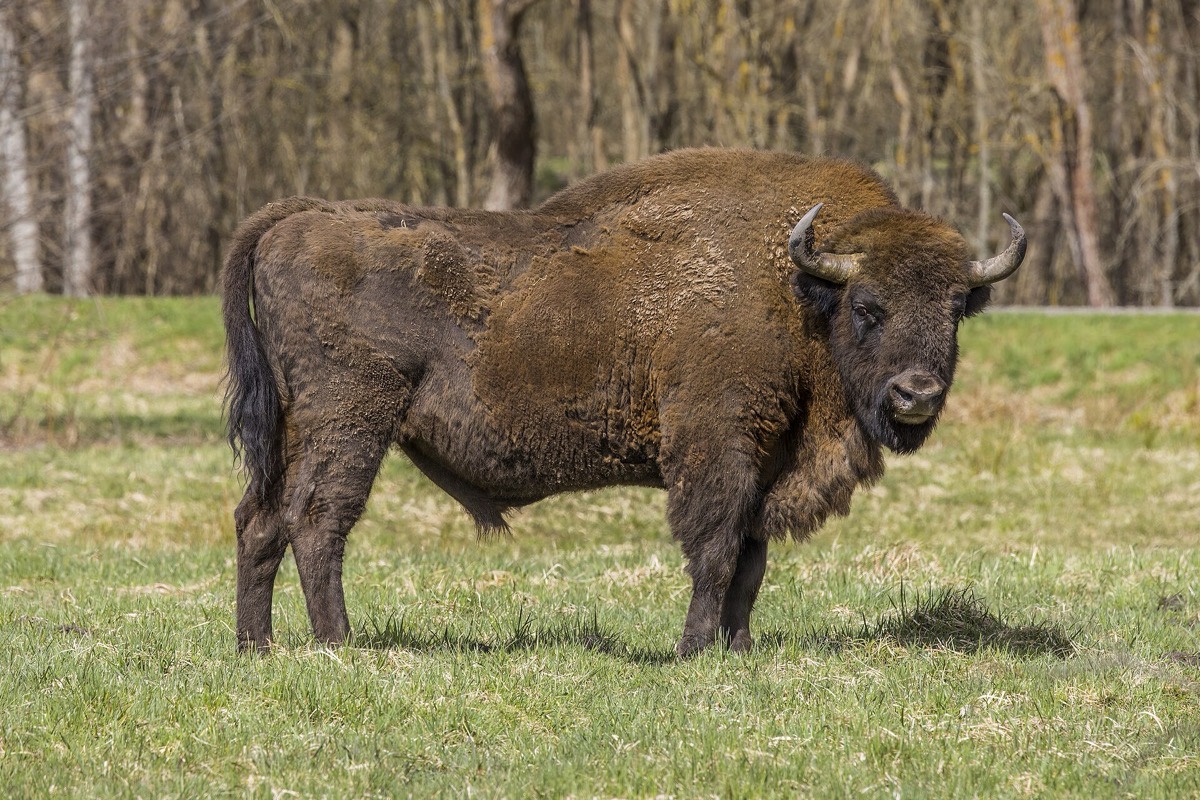 A European bison at the forest edge