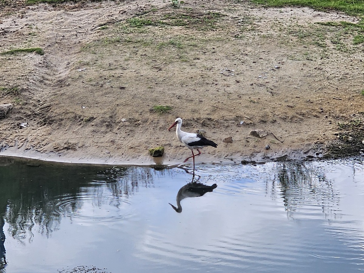 A white stork wading in the Pripyat floodplain